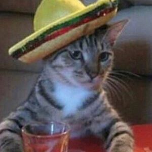 Meet your Posher, Maddie